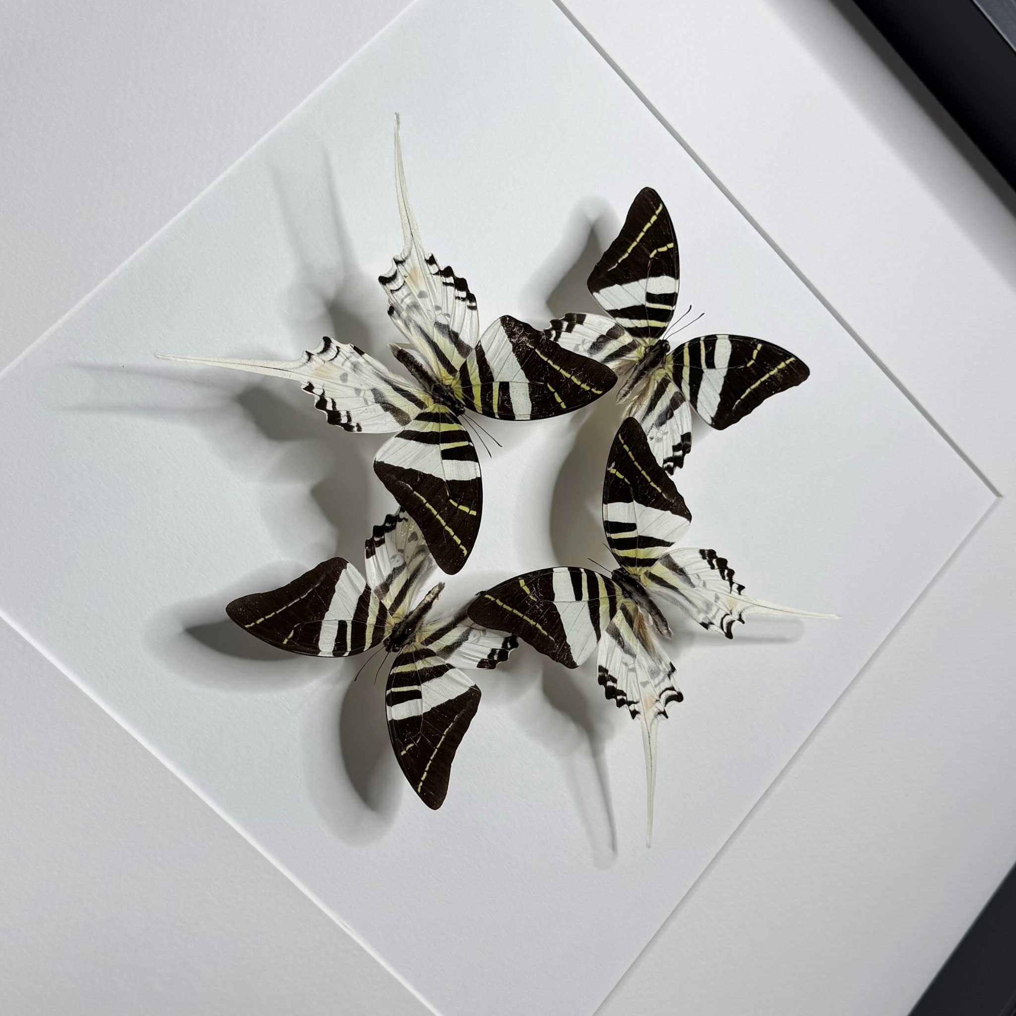 Spectrum of nature - Graphium Androcles - Zwaardstaartvlinder - 50 x 50cm